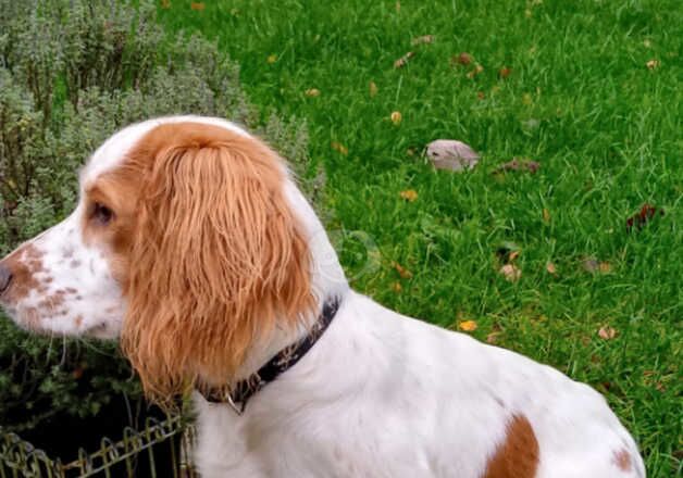 KC Registered Lemon Roan Working Cocker Spaniel Bitch for sale in Whitchurch, Shropshire - Image 2