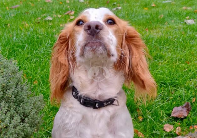 KC Registered Lemon Roan Working Cocker Spaniel Bitch for sale in Whitchurch, Shropshire - Image 3