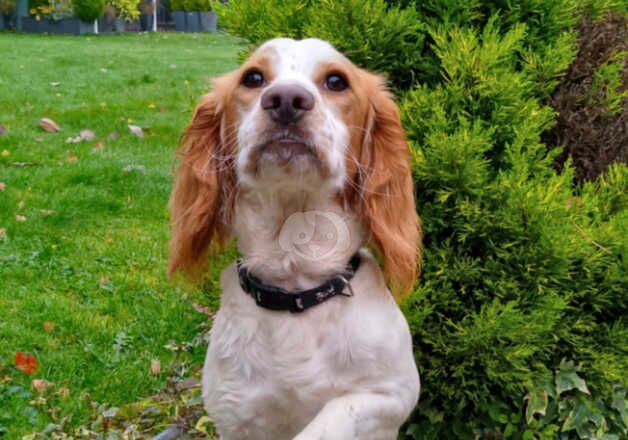 KC Registered Lemon Roan Working Cocker Spaniel Bitch for sale in Whitchurch, Shropshire - Image 4