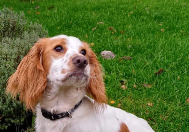 KC Registered Lemon Roan Working Cocker Spaniel Bitch for sale in Whitchurch, Shropshire - Image 5