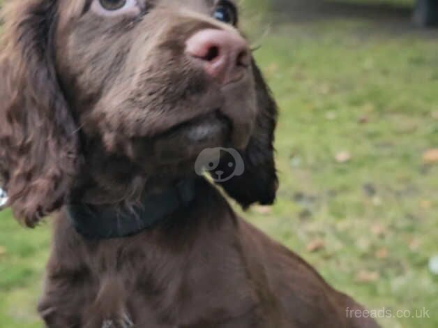 Kc registered male cocker spaniel for sale in Halifax, West Yorkshire