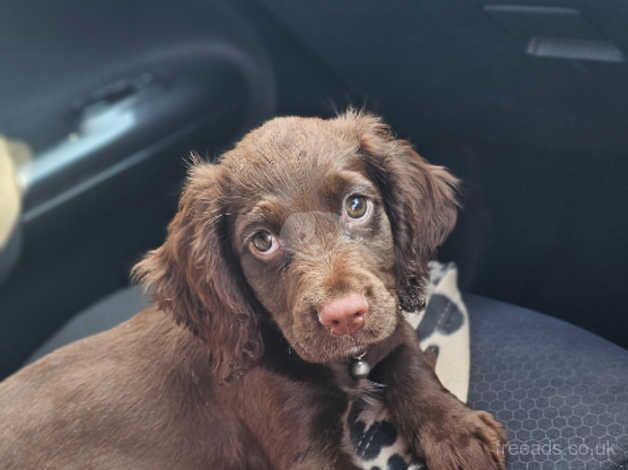 Kc registered male cocker spaniel for sale in Halifax, West Yorkshire - Image 2