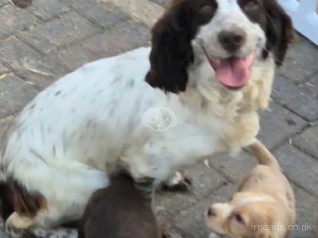 Kc registered male cocker spaniel for sale in Halifax, West Yorkshire - Image 3