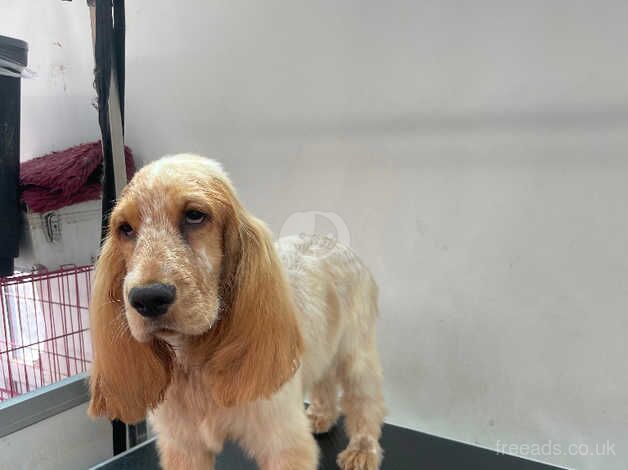 KC Registered Orange Roan Show Cocker Spaniel bitch for sale in Preston, East Lothian