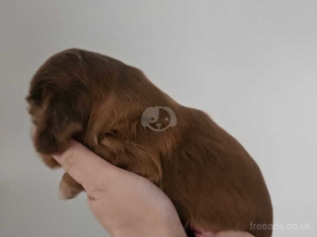 Cocker Spaniel Puppies for sale in South Yorkshire