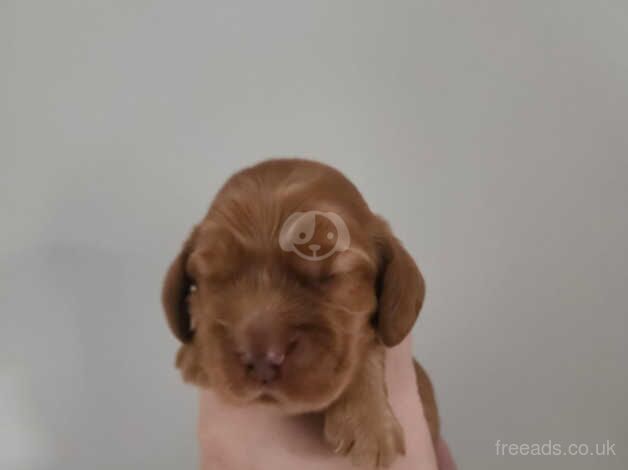 Cocker Spaniel Puppies for sale