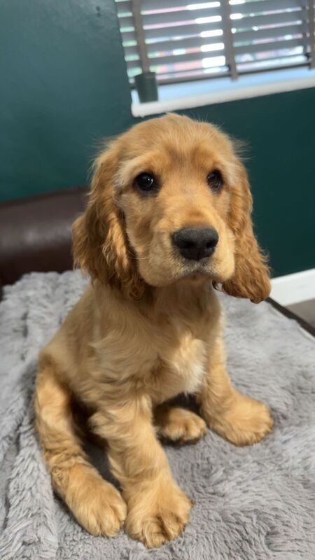 Kc registered show cocker spaniel boy fully vaccinated for sale in Worksop, Nottinghamshire