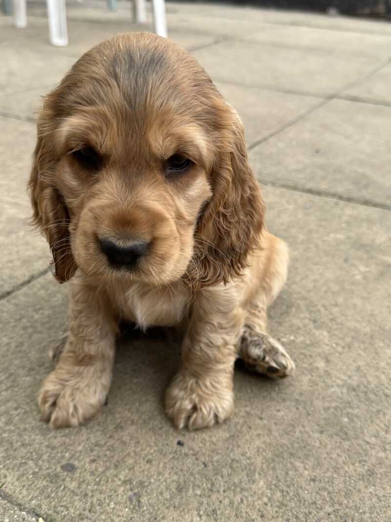 READY NOW Kc registered show cocker spaniel. DNA clear for sale in Worksop, Nottinghamshire - Image 1