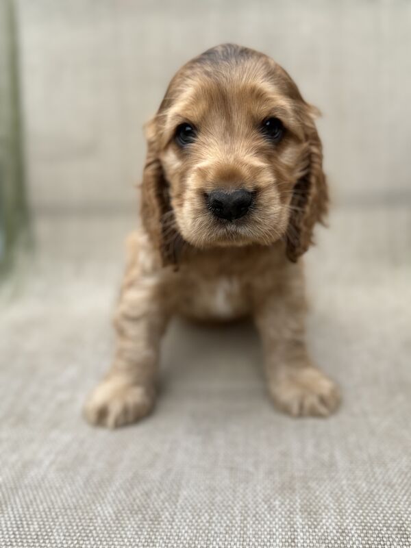 READY NOW Kc registered show cocker spaniel. DNA clear for sale in Worksop, Nottinghamshire - Image 2