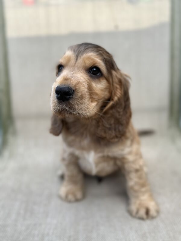 READY NOW Kc registered show cocker spaniel. DNA clear for sale in Worksop, Nottinghamshire - Image 3