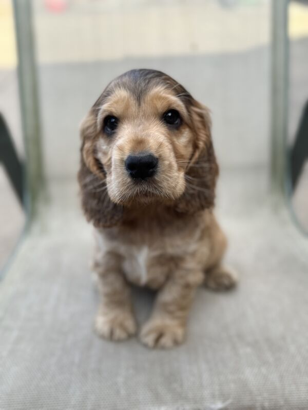 READY NOW Kc registered show cocker spaniel. DNA clear for sale in Worksop, Nottinghamshire - Image 4