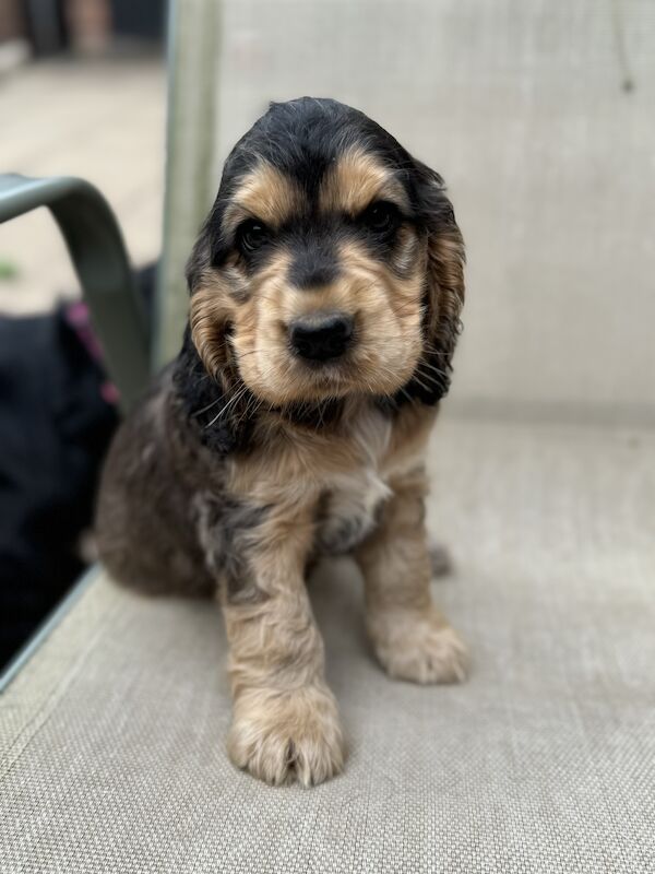 READY NOW Kc registered show cocker spaniel. DNA clear for sale in Worksop, Nottinghamshire - Image 5