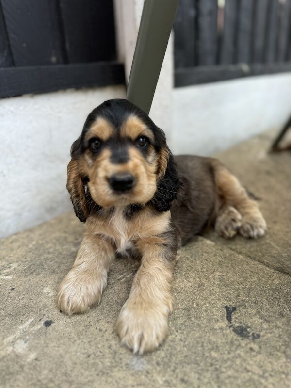 READY NOW Kc registered show cocker spaniel. DNA clear for sale in Worksop, Nottinghamshire - Image 6