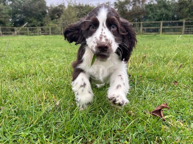 Kc registered show cocker spaniel puppies available for sale in Barrow upon Humber, Lincolnshire