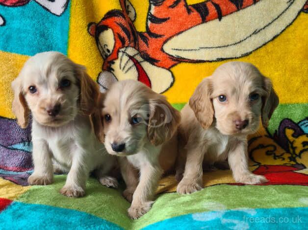 Kc registered show cocker spaniel puppies for sale in Southampton, Hampshire - Image 1