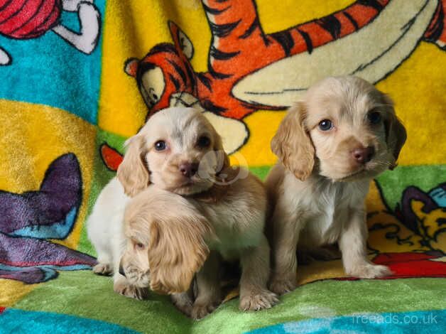 Kc registered show cocker spaniel puppies for sale in Southampton, Hampshire - Image 2