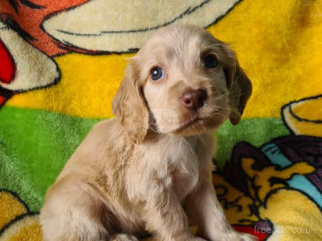 Kc registered show cocker spaniel puppies for sale in Southampton, Hampshire - Image 4