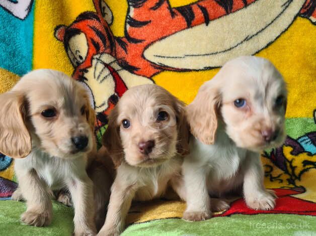 Kc registered show cocker spaniel puppies for sale in Southampton, Hampshire - Image 5