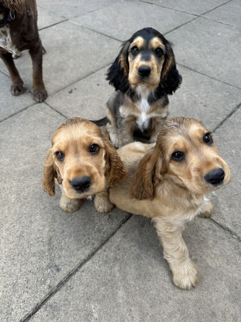 Kc registered show cocker spaniels for sale in Worksop, Nottinghamshire