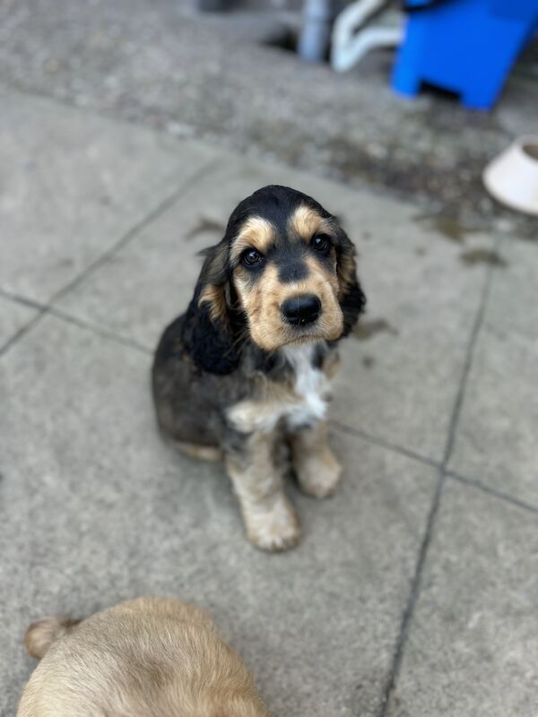 Kc registered show cocker spaniels. DNA clear. Ready now for sale in Worksop, Nottinghamshire