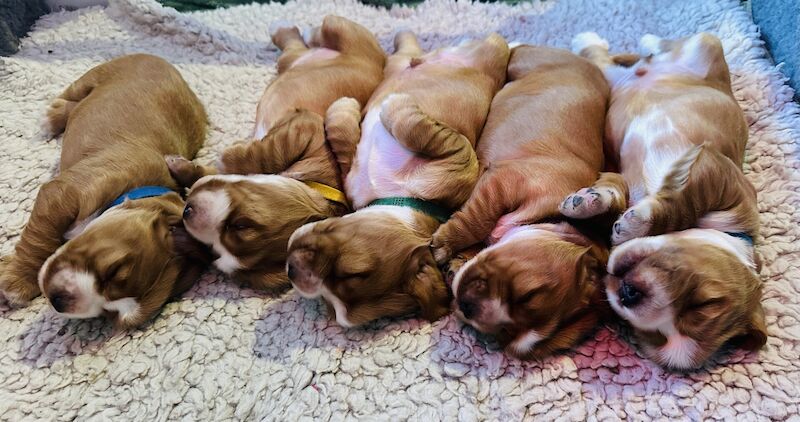 KC Registered Stunning Cocker Spaniel Puppies for sale in Brockham, Surrey - Image 3