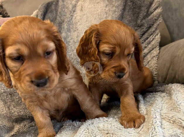 Kc registered working cocker spaniel for sale in Doncaster, South Yorkshire