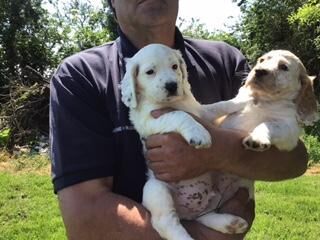 KC REGISTERED WORKING COCKER SPANIEL PUPPIES for sale in Wentworth, South Yorkshire