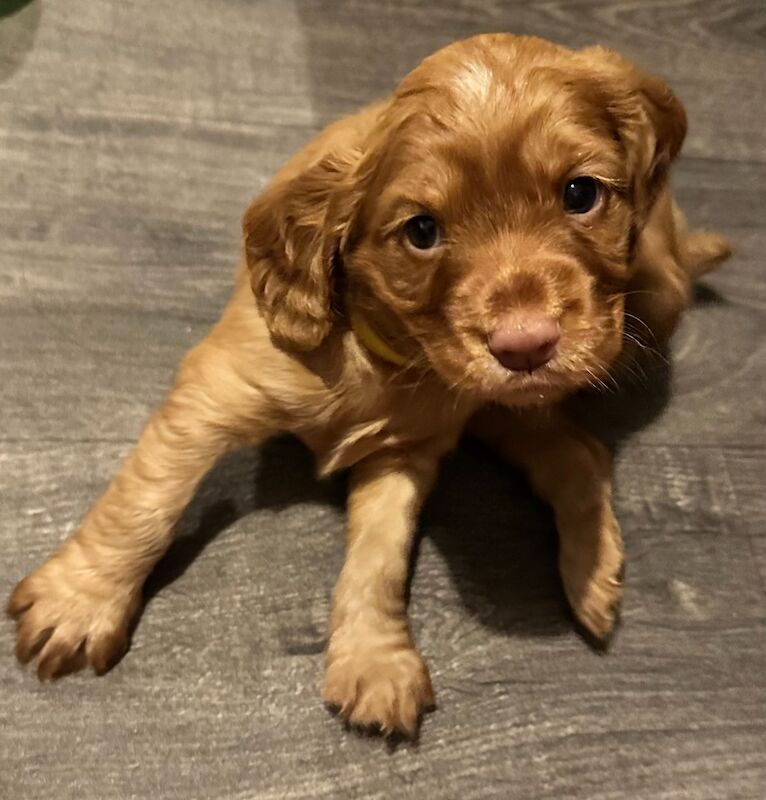 KC Registered Working Cocker Spaniel Puppies for sale in Lincoln, Lincolnshire