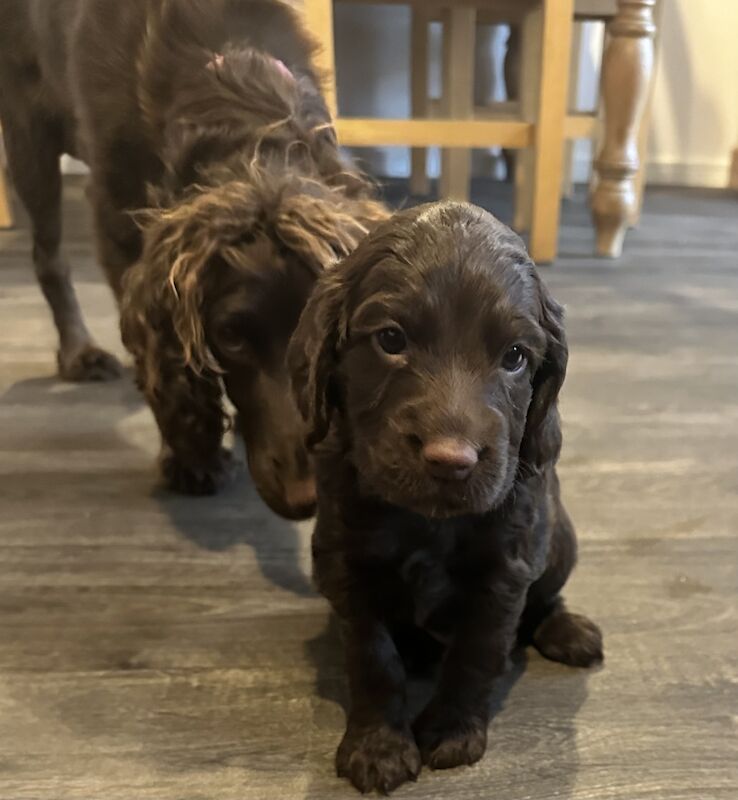 KC Registered Working Cocker Spaniel Puppies for sale in Lincoln, Lincolnshire - Image 3