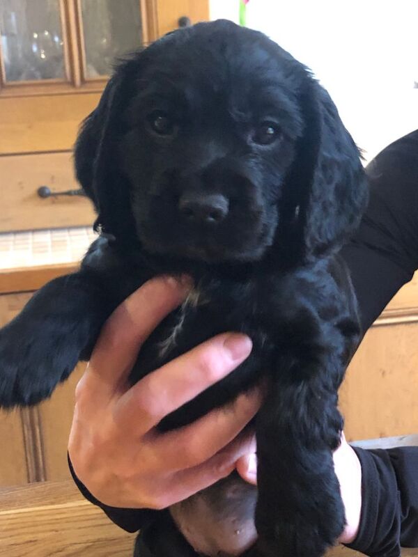 KC Registered Working Cocker Spaniel Puppies for sale in Stockton-on-Tees, Durham