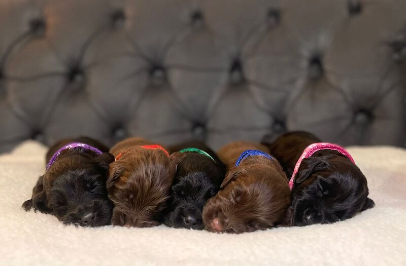 LAST PUP LEFT! READY NOW!KC Registered working cocker spaniel puppies FULL PEDIGREE for sale in Matlock, Derbyshire