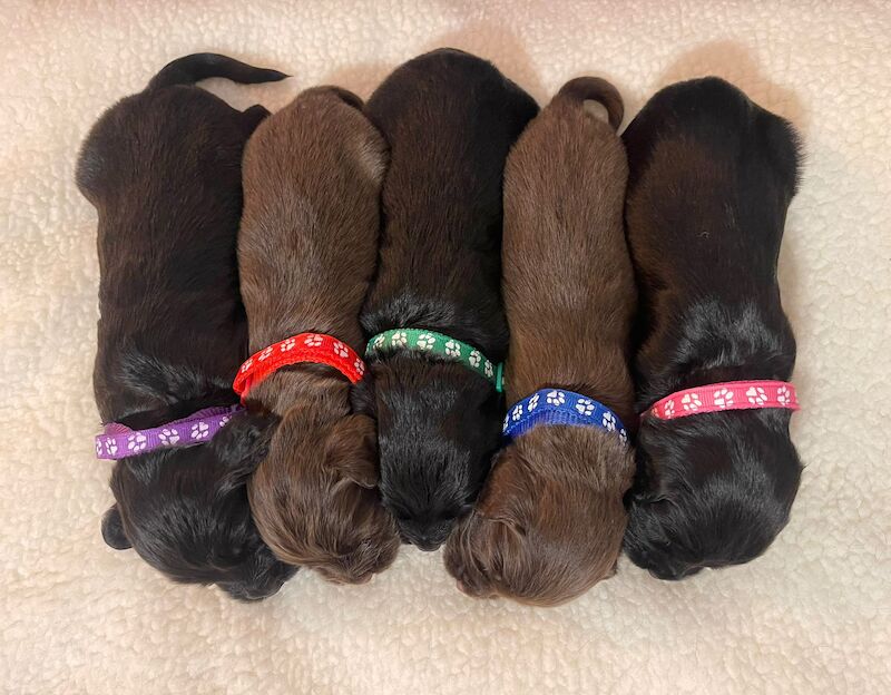 LAST PUP LEFT! READY NOW!KC Registered working cocker spaniel puppies FULL PEDIGREE for sale in Matlock, Derbyshire - Image 2