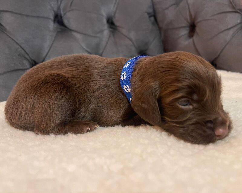 LAST PUP LEFT! READY NOW!KC Registered working cocker spaniel puppies FULL PEDIGREE for sale in Matlock, Derbyshire - Image 3