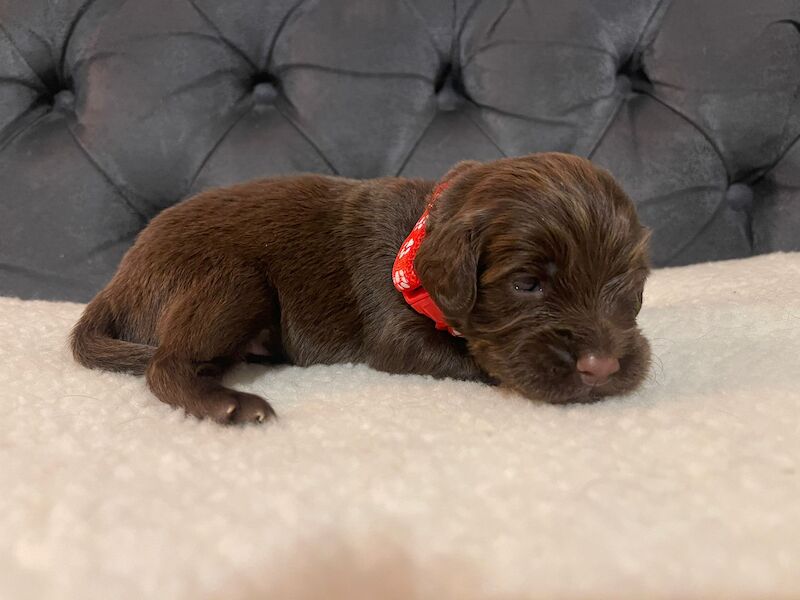 LAST PUP LEFT! READY NOW!KC Registered working cocker spaniel puppies FULL PEDIGREE for sale in Matlock, Derbyshire - Image 4