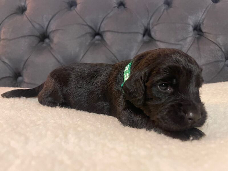 LAST PUP LEFT! READY NOW!KC Registered working cocker spaniel puppies FULL PEDIGREE for sale in Matlock, Derbyshire - Image 5