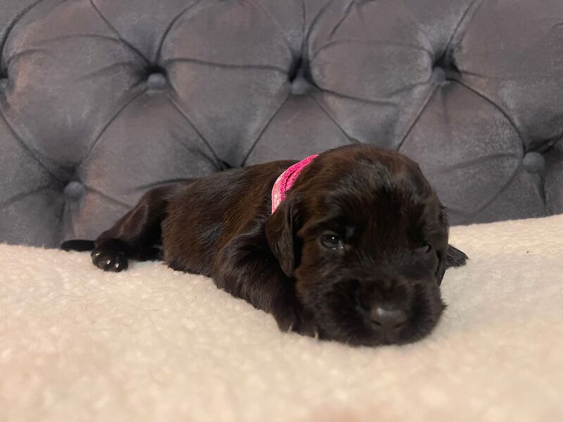 LAST PUP LEFT! READY NOW!KC Registered working cocker spaniel puppies FULL PEDIGREE for sale in Matlock, Derbyshire - Image 6