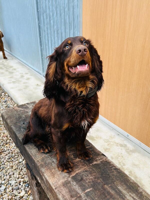 LAST PUP LEFT! READY NOW!KC Registered working cocker spaniel puppies FULL PEDIGREE for sale in Matlock, Derbyshire - Image 8