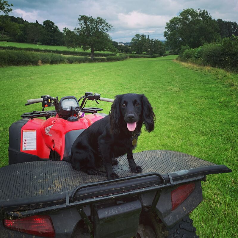 LAST PUP LEFT! READY NOW!KC Registered working cocker spaniel puppies FULL PEDIGREE for sale in Matlock, Derbyshire - Image 9