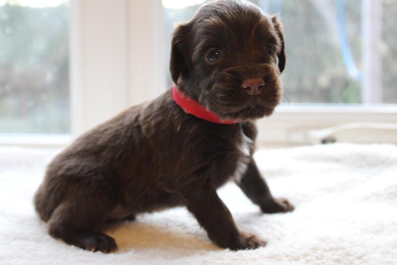 LAST PUP LEFT! READY NOW!KC Registered working cocker spaniel puppies FULL PEDIGREE for sale in Matlock, Derbyshire - Image 10