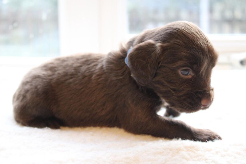 LAST PUP LEFT! READY NOW!KC Registered working cocker spaniel puppies FULL PEDIGREE for sale in Matlock, Derbyshire - Image 11