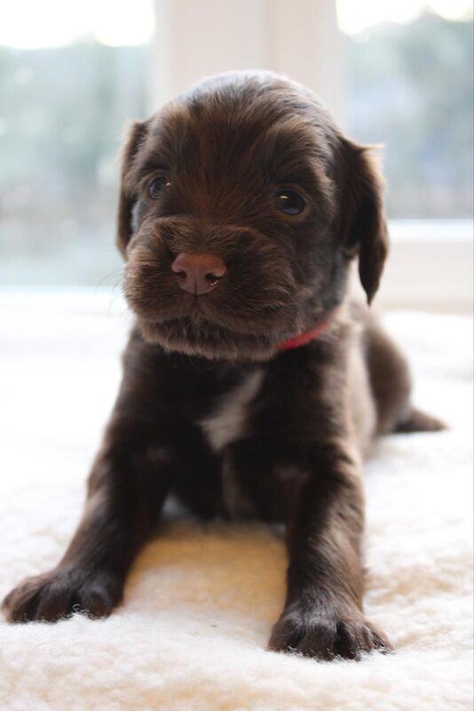 LAST PUP LEFT! READY NOW!KC Registered working cocker spaniel puppies FULL PEDIGREE for sale in Matlock, Derbyshire - Image 12