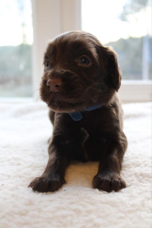 LAST PUP LEFT! READY NOW!KC Registered working cocker spaniel puppies FULL PEDIGREE for sale in Matlock, Derbyshire - Image 13