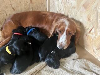 KC registered Working Cocker Spaniels for sale in South Chard, Somerset - Image 3