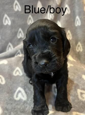 KC registered Working Cocker Spaniels for sale in South Chard, Somerset - Image 4