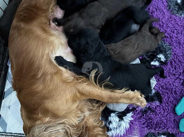 KC registered working cocker spaniels for sale in Folkestone, Kent - Image 1