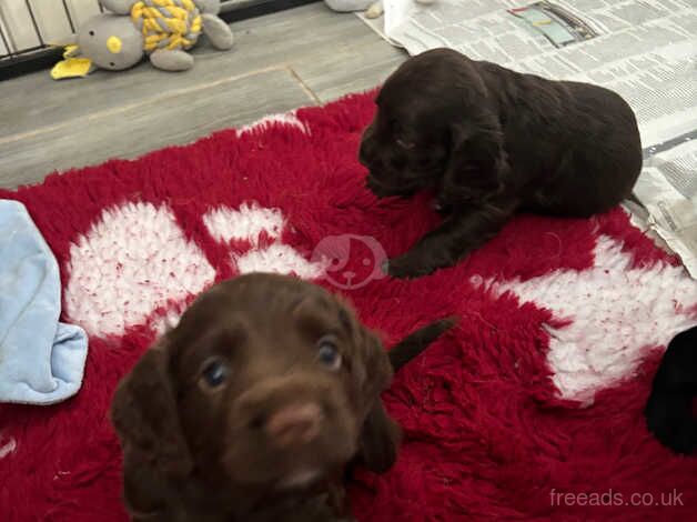 KC registered working cocker spaniels for sale in Folkestone, Kent - Image 3