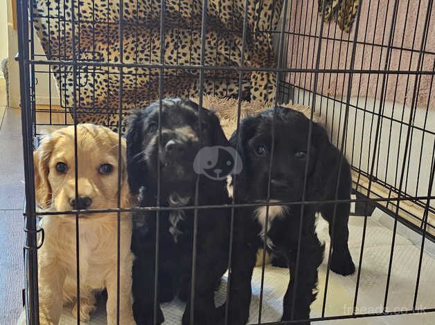 KC registered working cocker spaniels for sale in Kingston upon Hull, East Riding of Yorkshire - Image 1