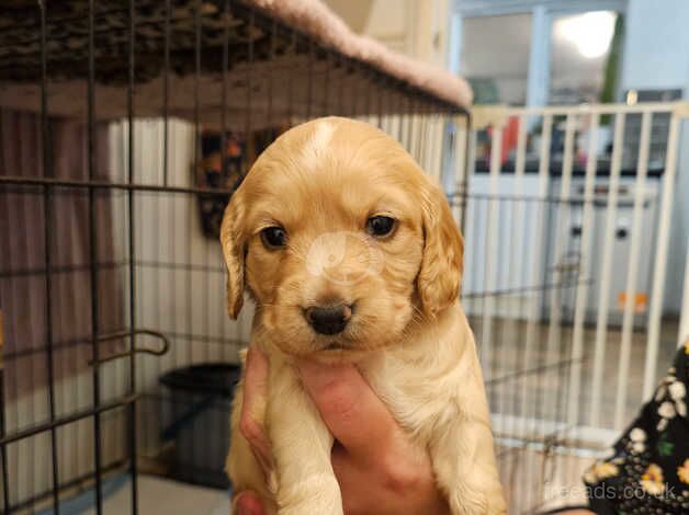 KC registered working cocker spaniels for sale in Kingston upon Hull, East Riding of Yorkshire - Image 2