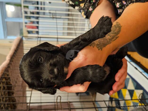 KC registered working cocker spaniels for sale in Kingston upon Hull, East Riding of Yorkshire - Image 3