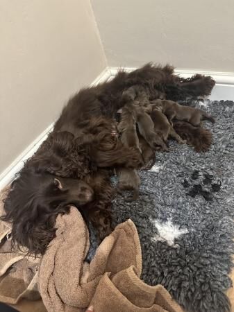 KC registered working cocker spaniels READY NOW! for sale in Mortimer, Berkshire - Image 2